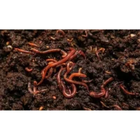 Lombriz Roja Californiana 🪱 como alimento vivo para reptiles, peces y aves. Nutritiva y fácil de digerir.