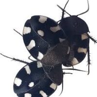 Cucaracha dominó 10 U. - Therea petiveriana