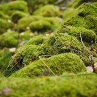 Musgo vivo natural